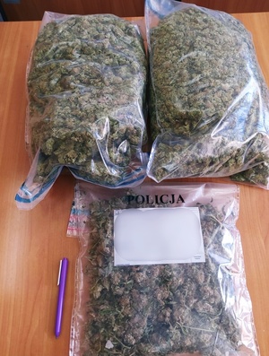narkotyki ujawnione i zabezpieczone przez policjantów - susz roślinny o zielono brunatnym kolorze w foliowych torbach
