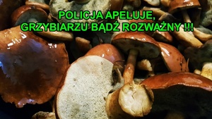 napis -Policja apeluje ! grzybiarzu bądź rozważny - na tle grzybów