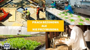 grafika przedstawia kolaż zdjęć, na zdjęciach ludzie pracujący na różnych stanowiskach, na środku znajduje się pomarańczowy prostokąt, na którym widnieje napis Praca sezonowa, ale nie przymusowa&quot;