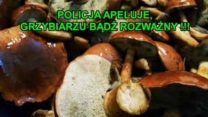 zdjęcie grzybów i napis Policja apeluje, grzybiarzu bądź rozważny.