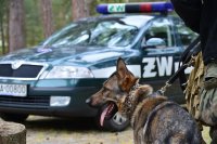 policyjny pies na tle auta służbowego Żandarmerii Wojskowej