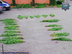 ścięte krzaki konopi przygotowywane do zmagazynowania w policyjnym depozycie