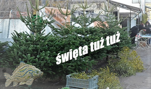 zdjęcie choinek z napisem święta tuż tuż