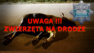 łoś leżący częściowo na jezdni a częściowo na chodniku potrącony przez pojazd. Widoczny czerwony napis o treści Uwaga zwierzęta na drodze. W prawym narożniku Policyjna gwiazda z napisem Policja Tomaszów Mazowiecki
