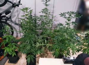 miejsce uprawy nielegalnych roślin. widoczne zielone krzewy wewnątrz pomieszczenia