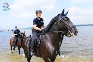 policjanci na koniach służbowych