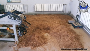 maszyna do rozdrabniania tytoniu i produkcji krajanki wokół na podłożu i na urządzeniu duże ilości krajanki tytoniu i suszu  tytoniu