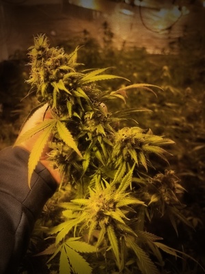 zabezpieczone narkotyki i sprzęt wykorzystywany do ich produkcji