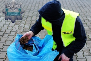 policjant trzyma w dłoni krajankę tytoniową nad workiem jutowym.