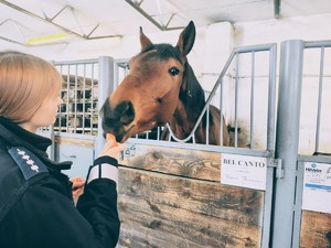 Umundurowana funkcjonariuszka Policji karmiąca konia.