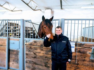 Umundurowany funkcjonariusz Policji i koń służbowy.