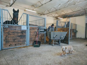 Stajnia w której przebywają konie służbowe.
