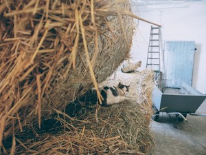 Koty leżące na balotach w stajni.